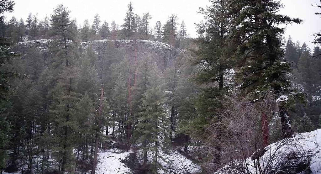 mist among the pine trees and snow on the ground in Riverside State Park in the winter