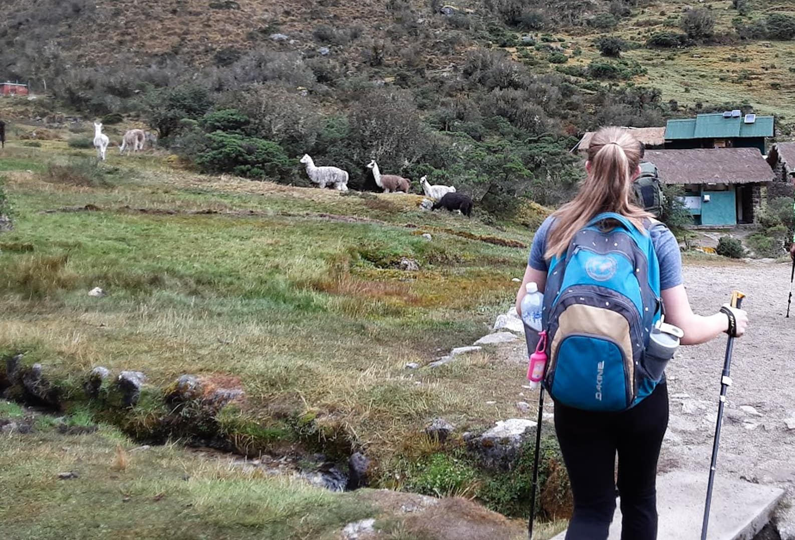 hiker with llamas in the background