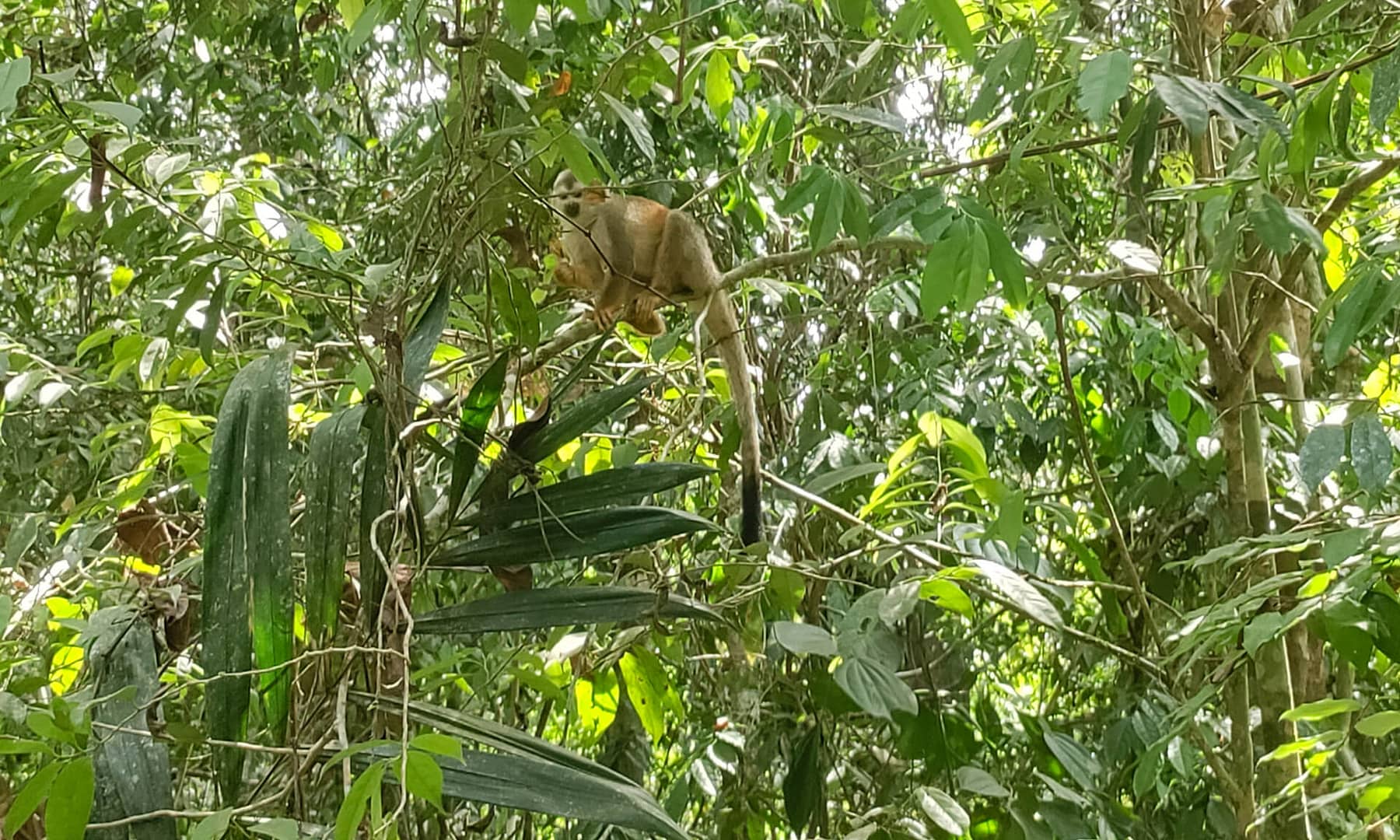 squirrel monkey at Manuel Antonio National Park