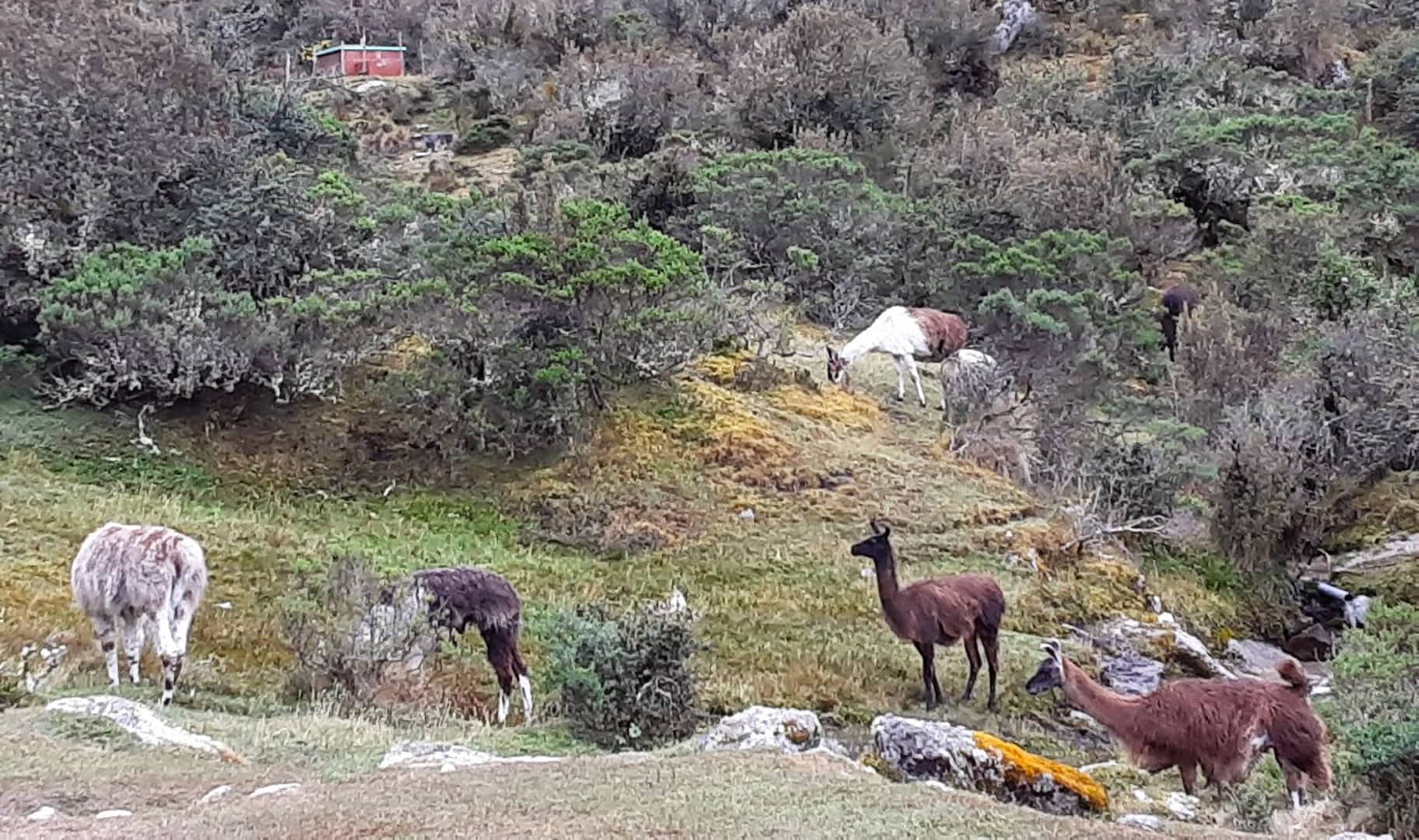 llamas grazing in a field