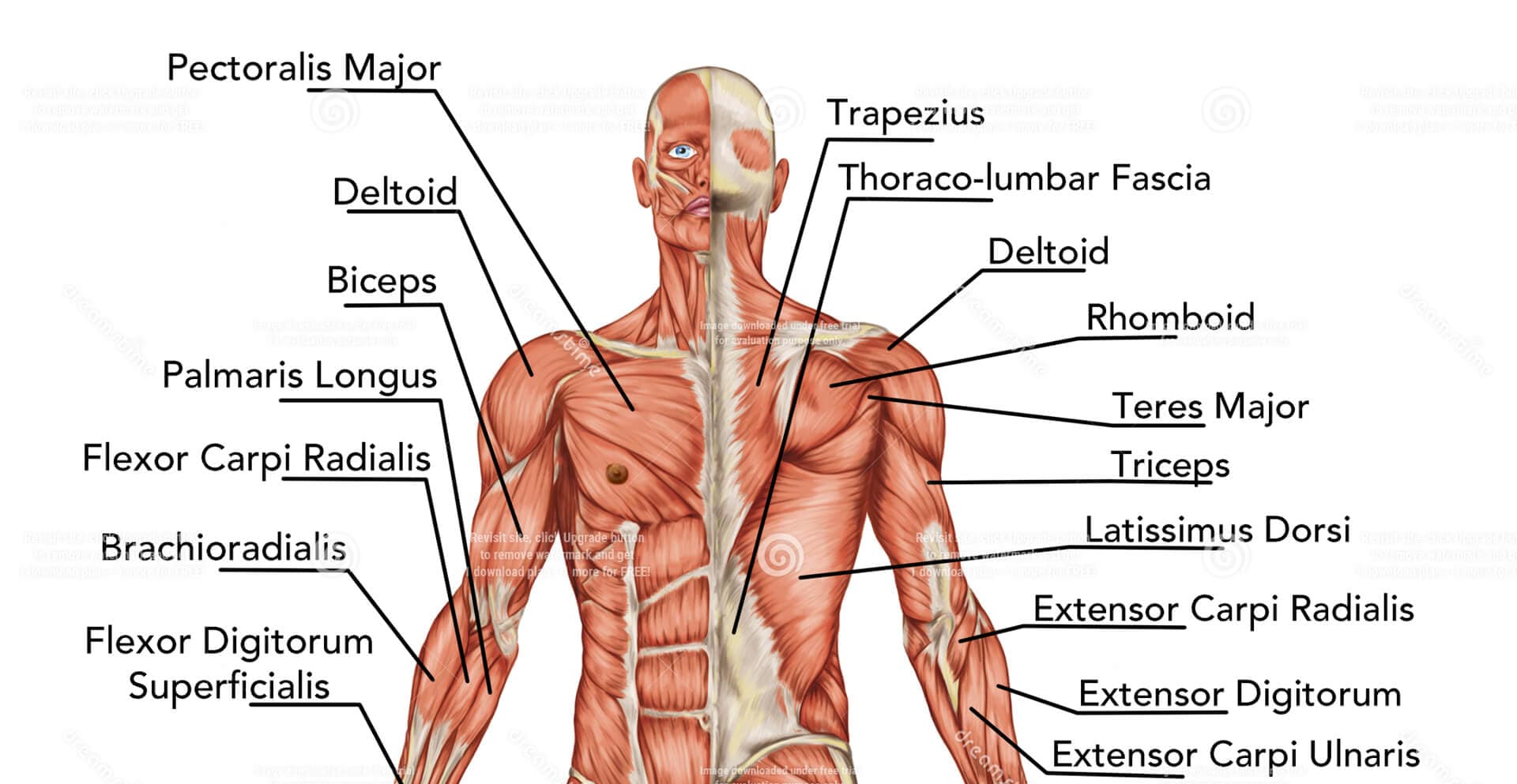 What Muscles Does Hiking Work? (and How To Train)