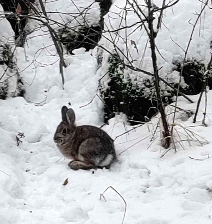 small grey rabbit against the snowy ground