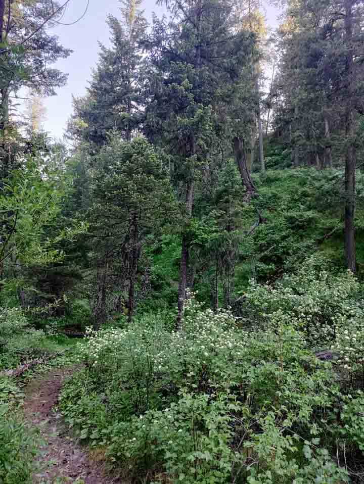 narrow trail winding through the greenery along a Riverside park trail in Spokane