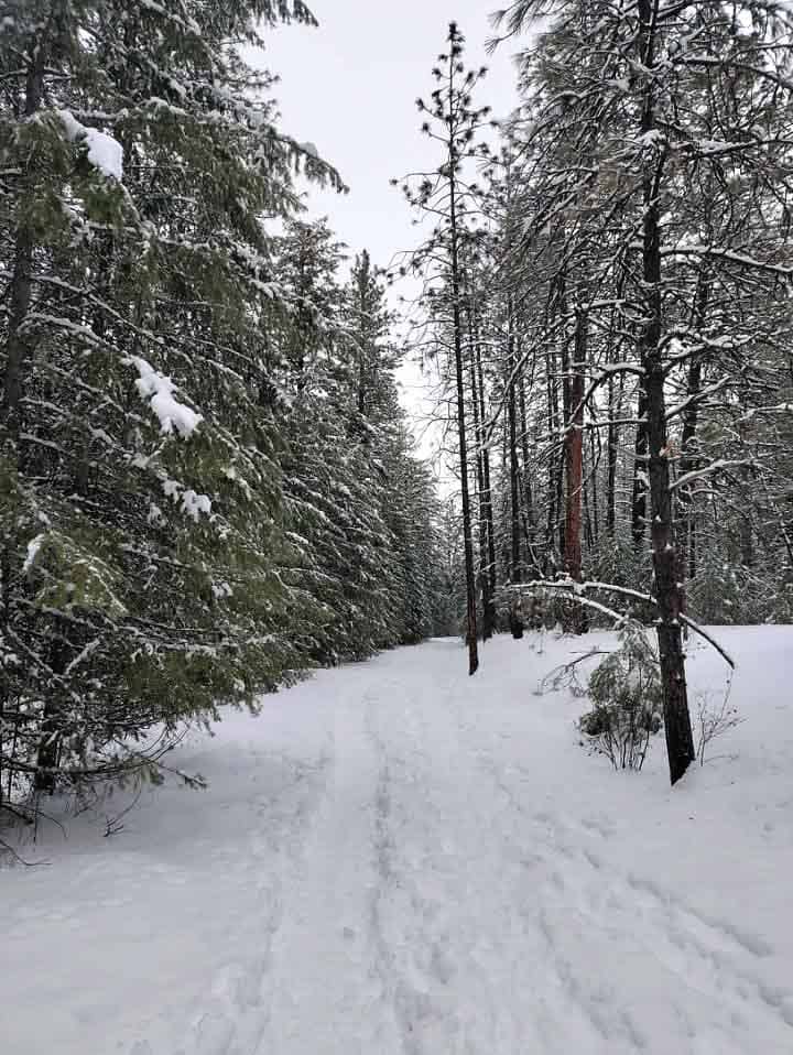 snow-covered trail through the pine trees on Mt Kit Carson trail 