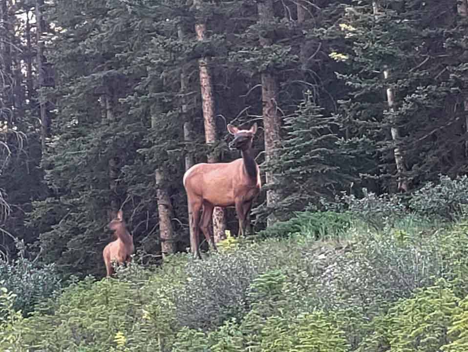 a mother and baby moose, can be seen on many of the hikes near spokane